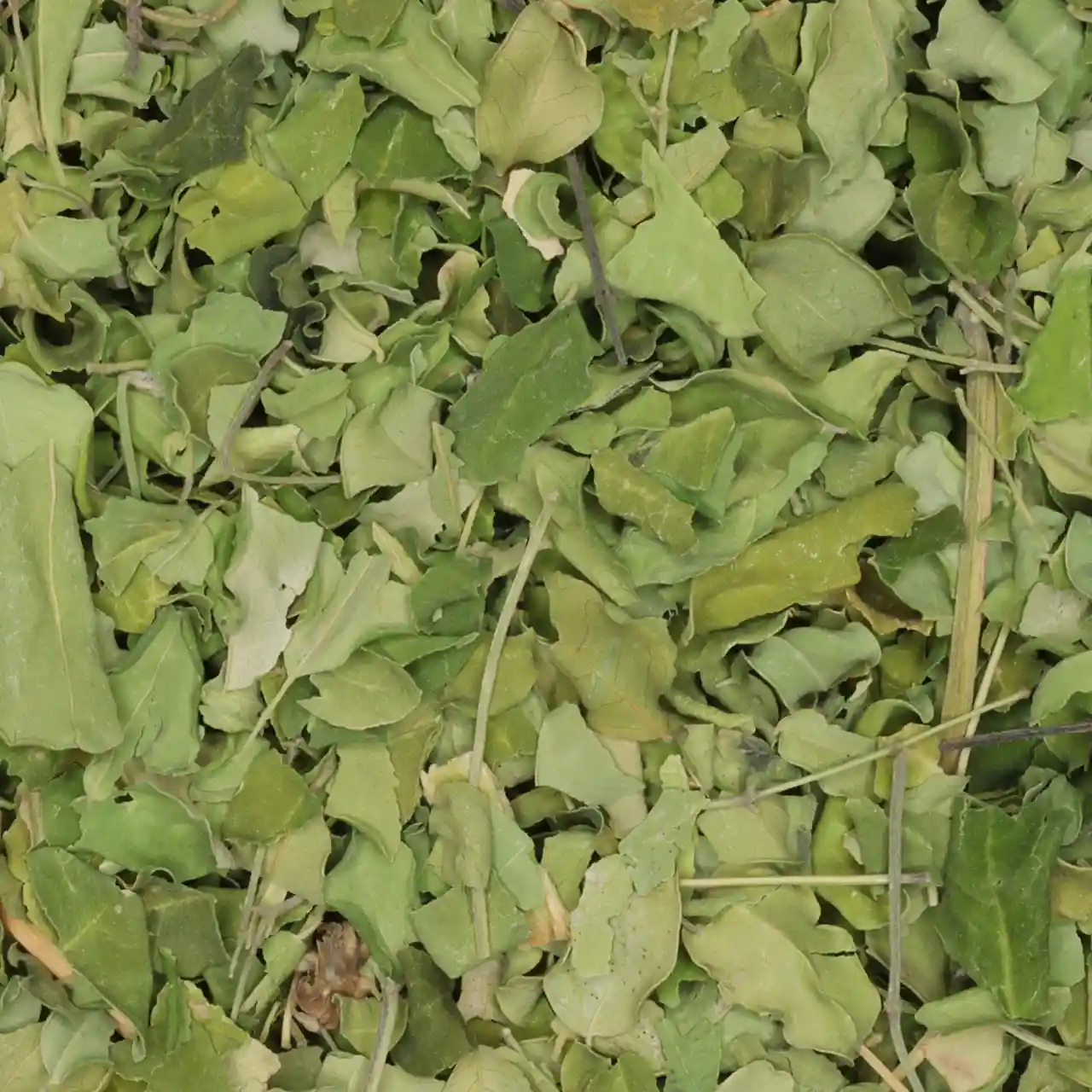 Moringa kruidentee van De Theefabriek, 6x 30 gr